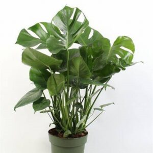 Монстера D27 H100 - Monstera deliciosa