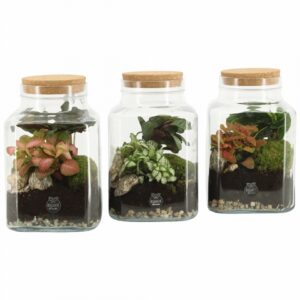 Растения в стъклен съд D13 H20 екосистема - Terrarium
