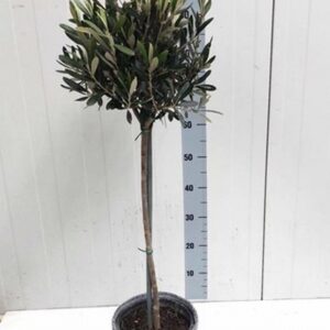 Маслиново дърво D21 H100 - Olea Europaea