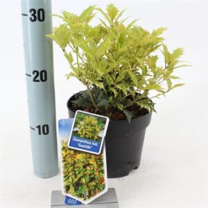 Османтус D17 H35 - Osmanthus heterohyllus Goshiki