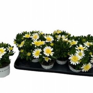 Остеоспермум D10 H22 - Osteospermum Double White