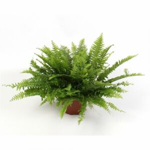 Папрат D17 H50 - Nephrolepsis Green Moment