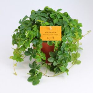 Партеноцисус D12 H20 - Parthenocissus Striatha