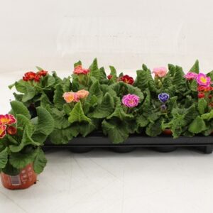 Иглика D10.5 H25 - Primula acaulis Sirococco