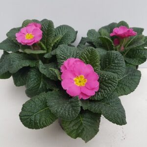 Иглика розова D10.5 H15 - Primula Acaulis rose