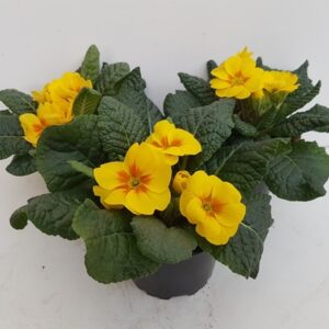 Иглика жълта D10.5 H15 - Primula Acaulis yellow