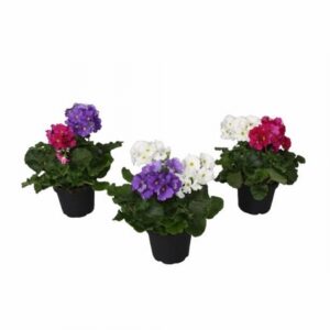 Примула D12 H25 - Primula obconica Touch Me Duo