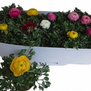 Ранункулус D10.5 H25 - Ranunculus mix