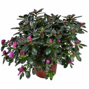 Рододендрон D14 H27 - Rhododendron simsii violet