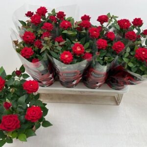 Роза D10.5 H26 - Rosa Red Star
