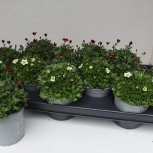 Саксифрага D10 H20 - Saxifraga mix