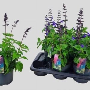 Салвия D17 H65 - Salvia Salgoon Lake Blueberry