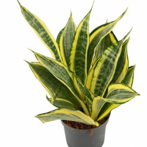 Сансевиера D9 H22 - Sansevieria Hi Color