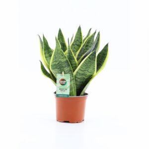 Сансевиера D12 H35 - Sansevieria Superba