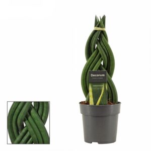 Сансевиера D12 H35 - Sanseviera cylindrica braided