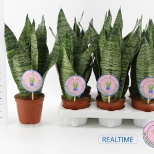 Сансевиериа D12 H45 - Sansevieria Zeylanica