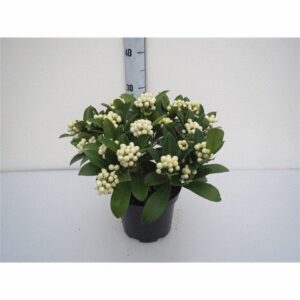 Скимиа D17 H35 - Skimmia jap O`Berries White