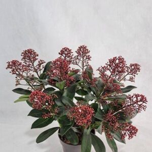 Скимиа D13 Н30 - Skimmia jap Rubella