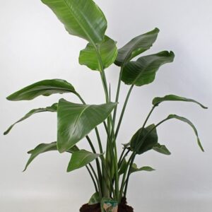Стрелиция D24 H150 - Strelitzia Nicolai