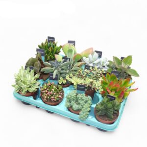 Сукулент D8.5 H18 - Succulent mixed
