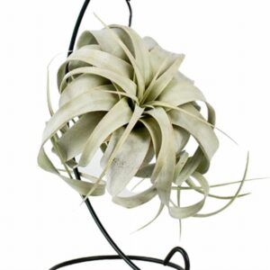 Тиландзия D12 H23 - Tillandsia Xerographica