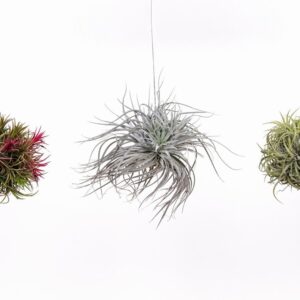 Тиландзия D15 - Tillandsia Trio mix