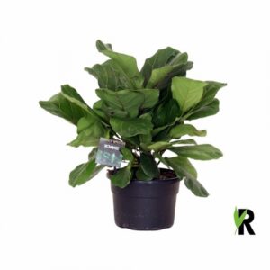 Фикус D21 H55 - Ficus Lyrata Bambino