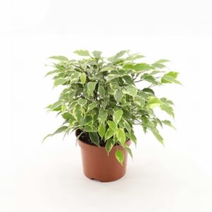 Фикус D12 H30 - Ficus Green Kinky