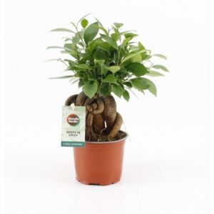 Фикус D12 H30 - Ficus Ginseng Retusa