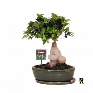Фикус D30 H45 - Ficus Microcarpa Ginseng
