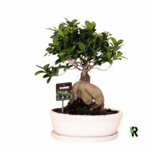 Фикус D30 H45 - Ficus Microcarpa Ginseng