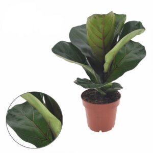 Фикус D12 H30 - Ficus Lyrata Bambino