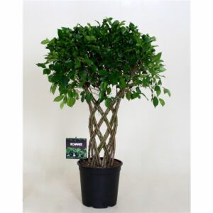 Фикус D27 H110 - Ficus Microcarpa Moclame