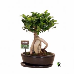 Фикус D30 H45 - Ficus Microcarpa Ginseng
