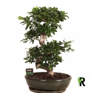 Фикус D45 H85 - Ficus Microcarpa Ginseng