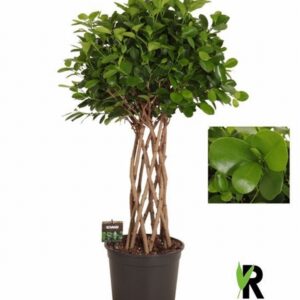 Фикус D27 H110 - Ficus Microcarpa Moclame