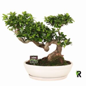 Фикус D45 H70 - Ficus Microcarpa Ginseng