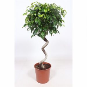 Фикус D30 H140 - Ficus Exotica Spiral