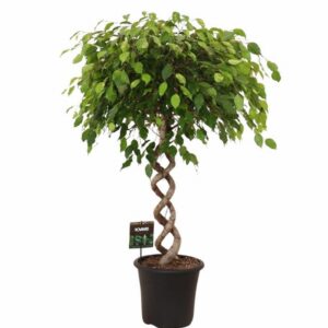 Фикус D32 H140 - Ficus Exotica Spiral duo