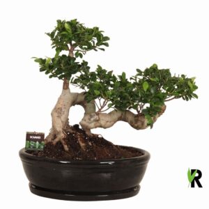 Фикус D50 H80 - Ficus Microcarpa Ginseng