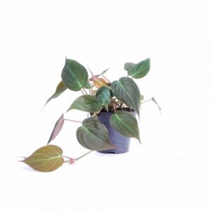 Филодендрон D12 H20 - Philo scandens subsp. micans
