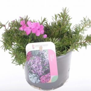 Флокс D11 H21 - Phlox subulata