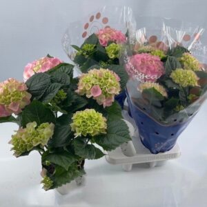 Хортензия D14 H35 - Hydrangea mac Sarena