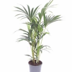 Ховея D21 H140 - Howea Forsteriana