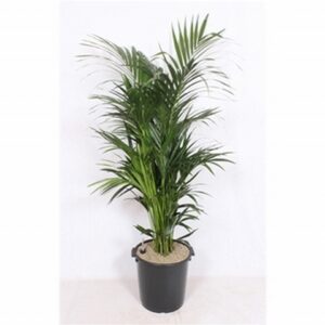 Ховея D40 H200 - Howea forsteriana 7pp
