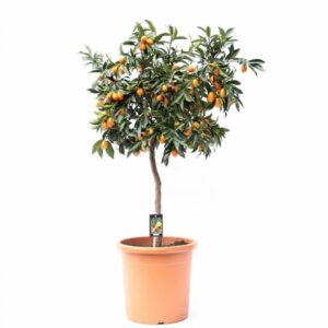 Цитрус Кумкуат D35 H140 - Citrus Kumquat on stem