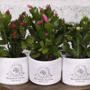 Шлумбергиа D9 H15 - Schlumbergera mix