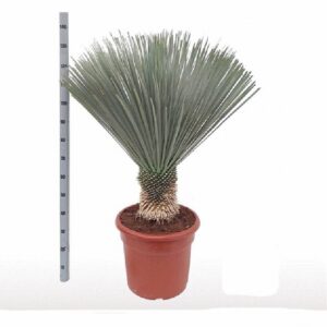 Юка D50 H130 - Yucca Rostrata