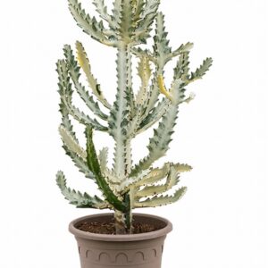 Еуфорбиа D27 H80 - Euphorbia lactea Ghost