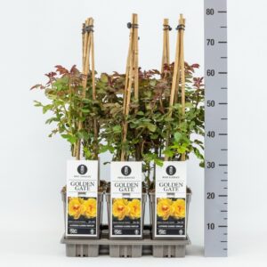 Роза катер. D19 H75 - Rosa Golden Gate® climbing